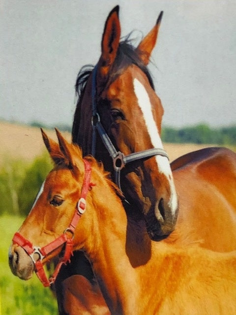 Diamond Painting Paard Met Veulen H325 40 Cm X 50 Cm